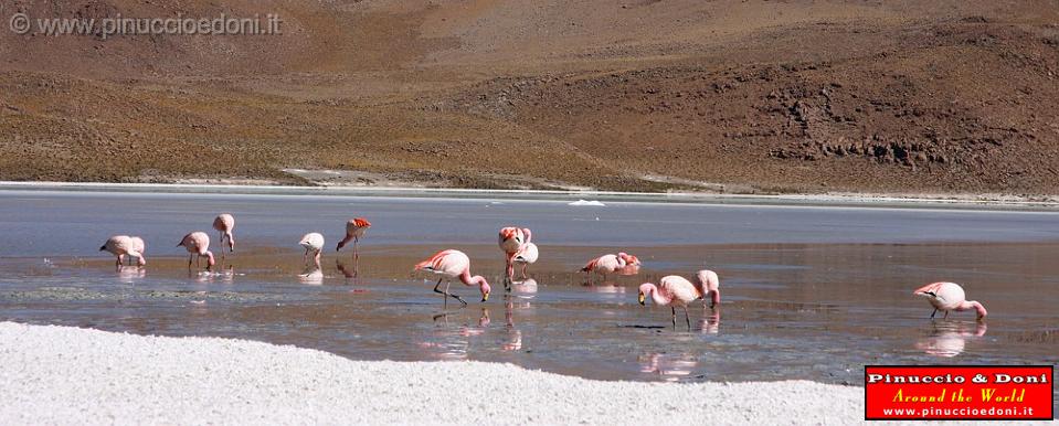 BOLIVIA 2 - Ruta de Las Joyas - Laguna Hedionda - Flamencos - 01.jpg